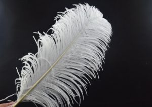 plumas de avestruz para la decoración