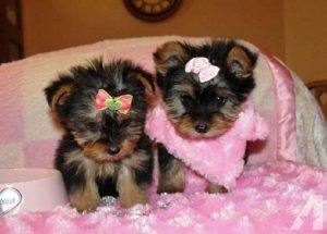 cachorros Yorkshire terrier mini