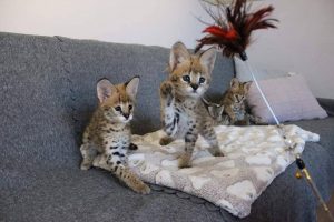 serval y sabana gatitos en venta