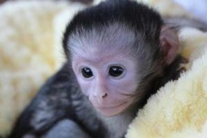 Maravillosos monos capuchinos