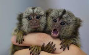 Monos de marmoset per a adopció.