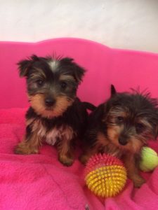 lindos cachorros de yorkie listos para su adopción