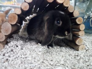Hermosos Conejos Mini Lop