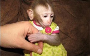 Apuesto bebé masculino y femenino capuchino