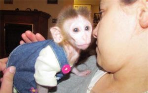 Apuesto bebé masculino y femenino capuchino