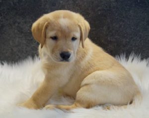 Labrador Retriever Cachorros para adopció