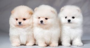 Cachorros de Pomerania para tu hogar.
