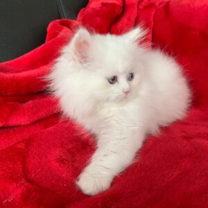 gatitos persas ahora disponibles