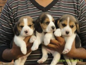 Regalo Preciosos Cachorros Beagle,
