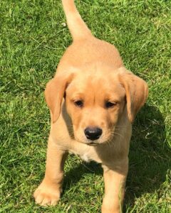 Regalo Cachorros Golden Labrador Para adopción