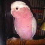 Parrots and Birds for sale - Alella