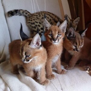 gatitos serval y caracal