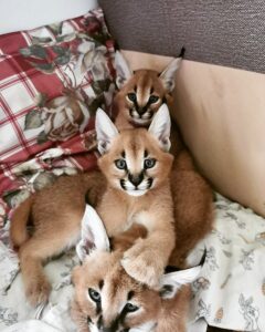 gatitos serval y caracal