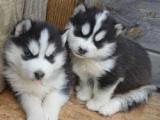 ojos azules cachorros husky siberiano para la adopción.