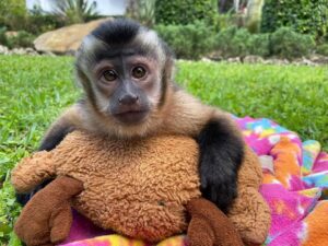 Monos capuchinos de calidad para adopción (+34602390704)