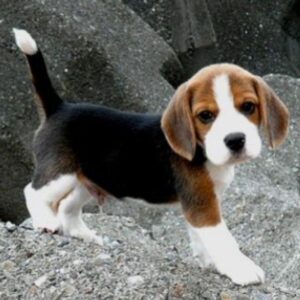 Cachorro Beagle encantador para adopción    (+34602390704)