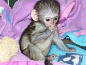 amigables monos capuchinos para la venta