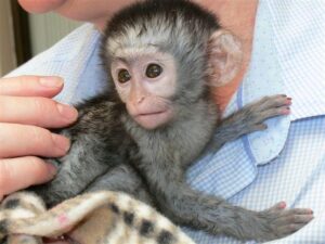 Venta de monos capuchinos bebés inteligentes