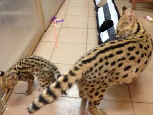 Gatitos africanos exóticos Serval y Savannah