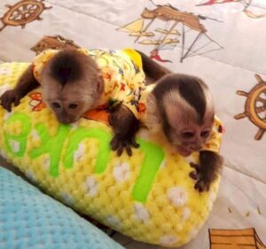 Monos titíes y capuchinos machos y hembras disponibles
