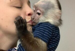 monos capuchinos bebe
