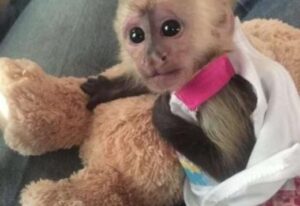 Venta de monos capuchinos bebés saludables