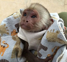Venta de simpáticos monos capuchinos