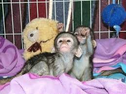 Venta de monos capuchinos gemelos