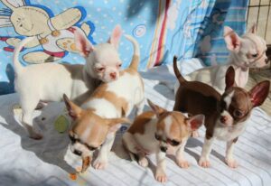 Cachorros chihihuhua machos y hembras para adopción