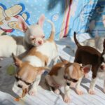 lindos cachorros chihuahua para adopcion - Aguilar de Segarra