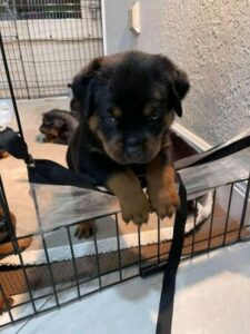 Yamo cachorros de rottweiler listo para adopción(+34623379250)