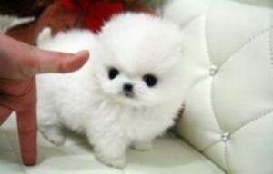 Cachorros de Pomerania mini toy para su adopcion(+34623379250)