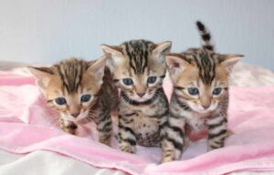 regalo gatitos de bengala para adopción(+34623379250)