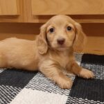 Regalos cachorro dachshoud listo para adopción(+34623379250) - Alfafara
