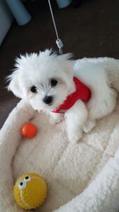 cachorros de bichon maltes toy para adopción(+34623379250)