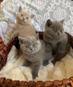 regalo gatitos britanico pelo corto para adopción(+34623379250)