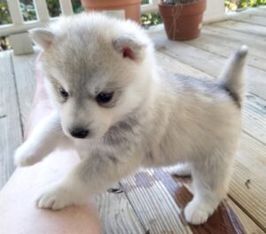 adorable cachorro de Husky  para adopción(+34623379250)