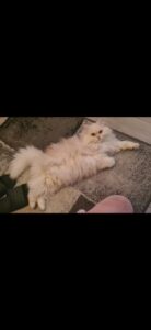 Gato persa montador