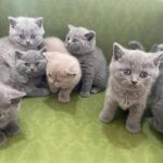 Magnificos gatitos de raza british shorthair puros - Madrid