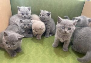 Magnificos gatitos de raza british shorthair puros