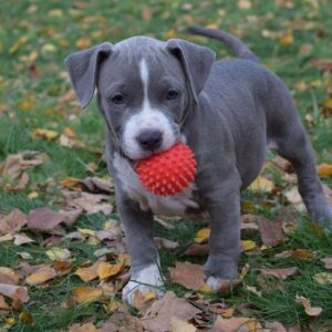 Cachorro de pitbull nariz azul macho