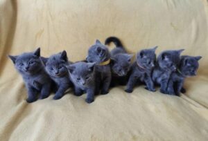 Preciosos gatitos azul ruso machos y hembras