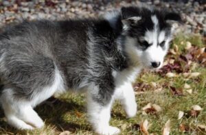 Preciosos cachorros de husky siberiano de ojos azules.