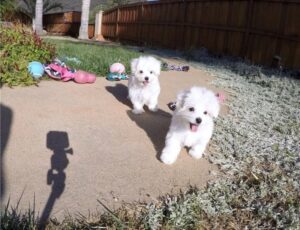 Fantásticas cachorros maltesas blancas disponibles