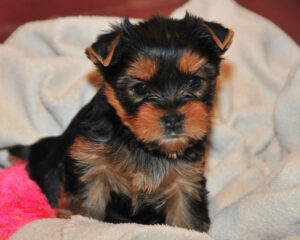 Affectionate And Affordable Yorkie Puppies