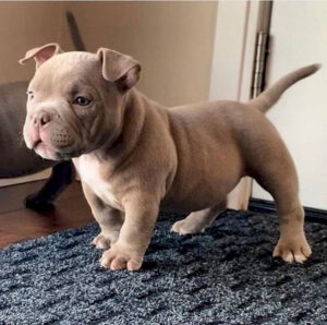 Pitbull terrier de 3 meses macho