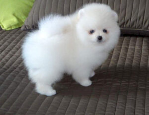 Pomerania toy blanca de 2 meses