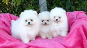 Cachorros Pomerania mini disponible