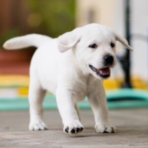 Akc Reg Cachorros Labrador Para Adopción