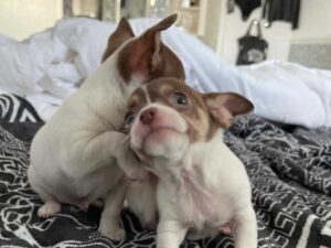 cachorros chihuahua en adopcion